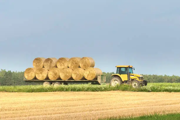 Photo of A tractor moves a bales of hay from a wheat field in a trailer after harvesting.