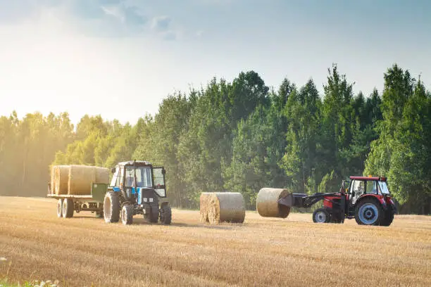 Photo of Agricultural machinery on a chamfered golden field moves bales of hay after harvesting grain crops. Tractor loads bales of hay on trailer. Harvest concept.