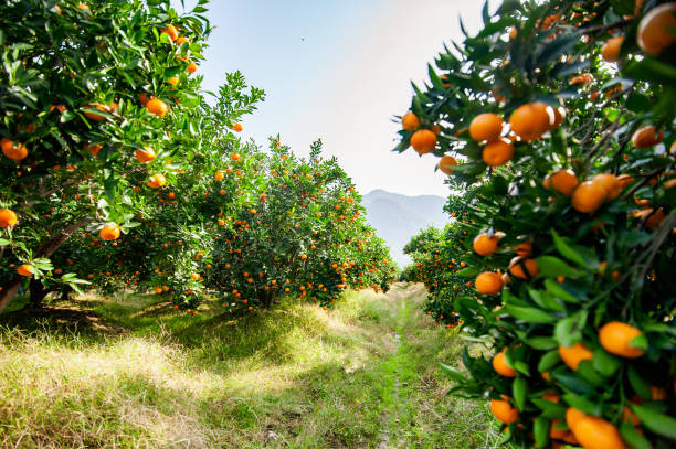 Mandarin orchard ready to be harvested stock photo