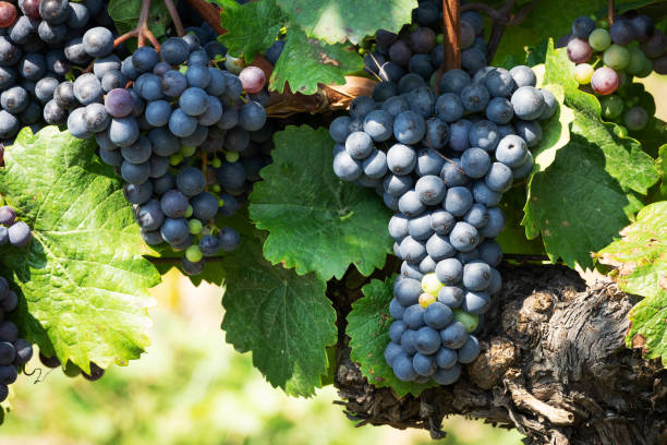 istock Wine grapes on the vine 1014051124