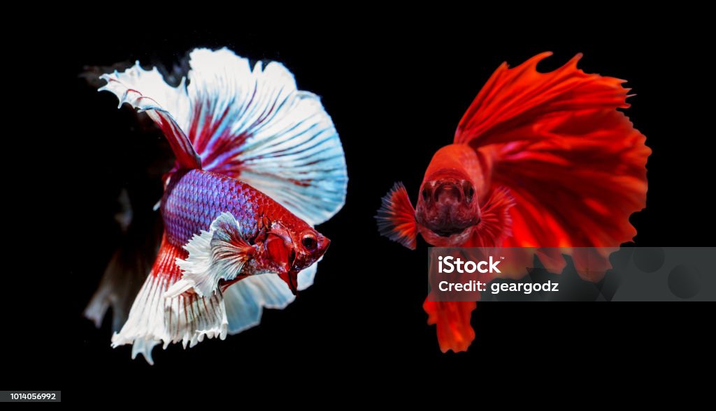 Two Fighter Fish Two Siamese Fighting Fish On Black Background Stock Photo - Download ...