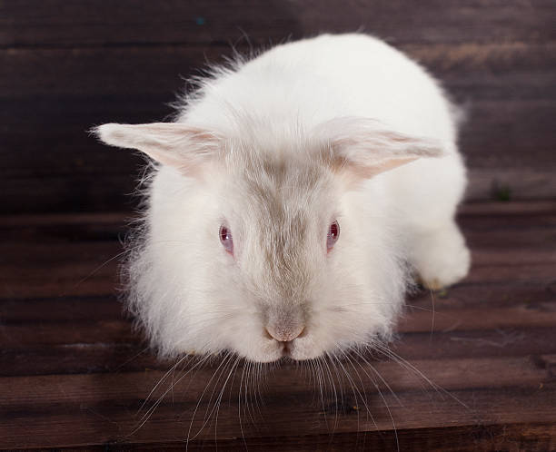 istock Cute white rabbit on dark wooden background. Close up. 1014059164
