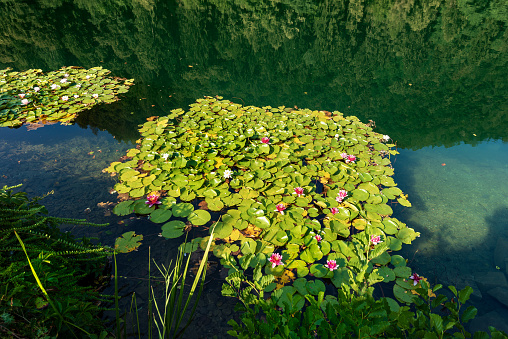 Water Lilies with flowers in the Lake of Levico (Alpine Lake), Levico Terme, Trentino Alto Adige, Italy, Europe