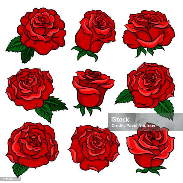 Ilustración de Conjunto De Hermosas Rosas Rojas Brote De Magníficas Flores  Del Jardín Vieja Escuela Tattoo