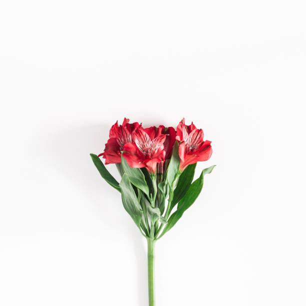 istock Red flower on white background. Flat lay, top view, square 1014069342