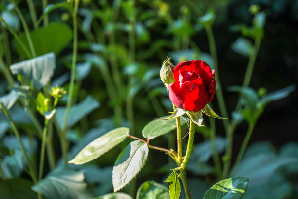 istock beautiful red rose in garden 1014069376