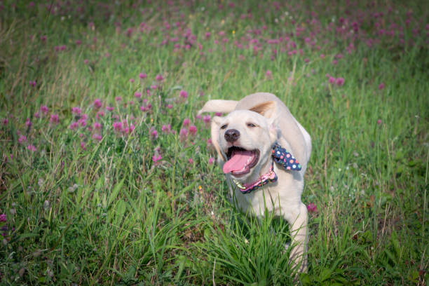 istock Cute puppy with bow tie 1014069394
