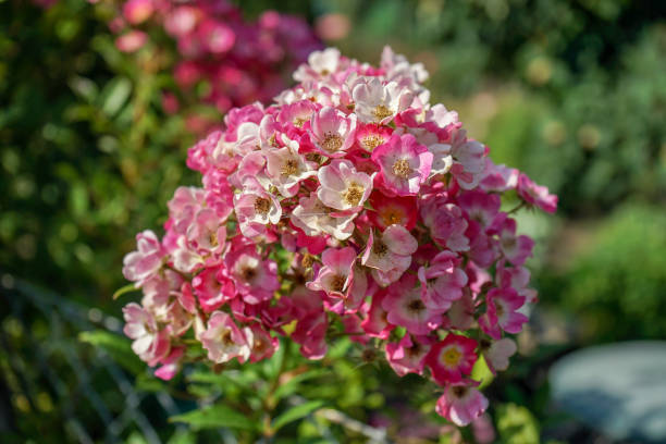 istock big pink flower bud blooming in garden 1014069564