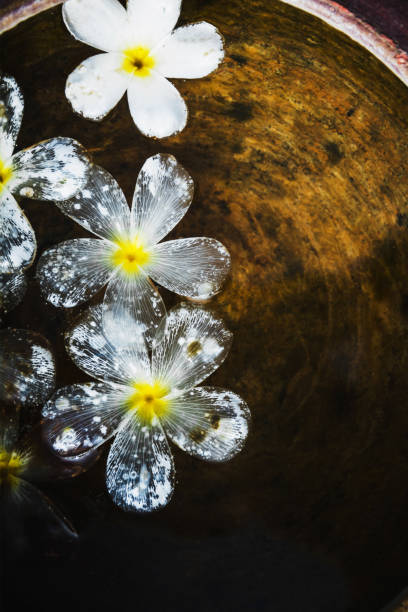 istock tropical frangipani flower floating on water in earth jar 1014069944