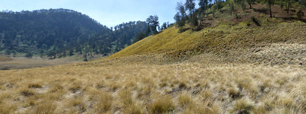 istock Green hills with trees on Oro Oro Ombo in Semeru Mountain 1014072340