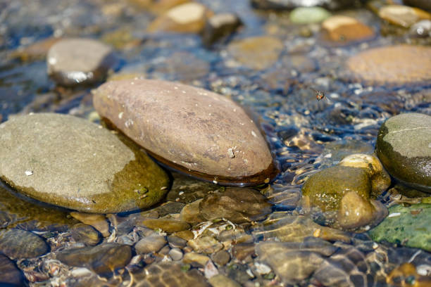 istock stones in river with clear water 1014072466