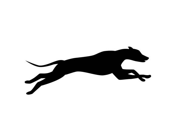 running dog silhouette in black color vector running dog silhouette in black color vector agility animal canine sports race stock illustrations