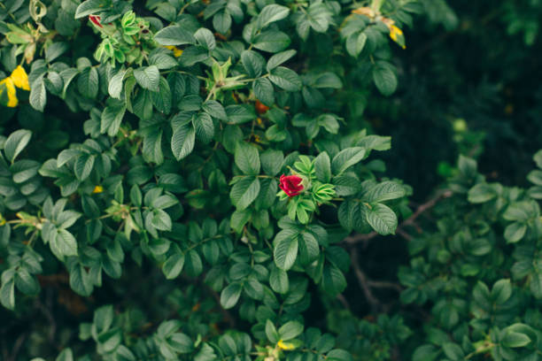 Dog Rose, Rose Hip, Plant, Rose - Flower, Russia