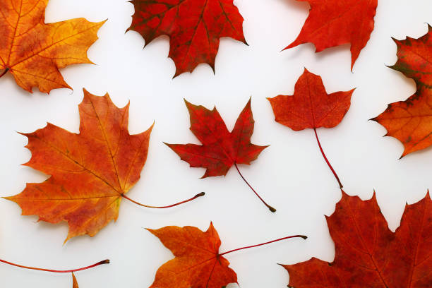 istock Beautiful maple autumn yellow and red leaves on a white background 1014077138
