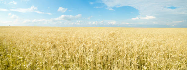 istock Endless wheat field. Panoramic landscape. Rich harvest. 1014077652