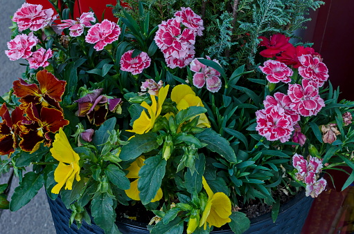 Clay pot with different spring flowers close up for balcony, district Drujba, Sofia, Bulgaria