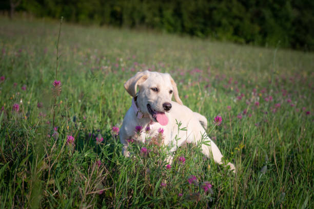 istock Beautiful puppy with bow tie 1014080808