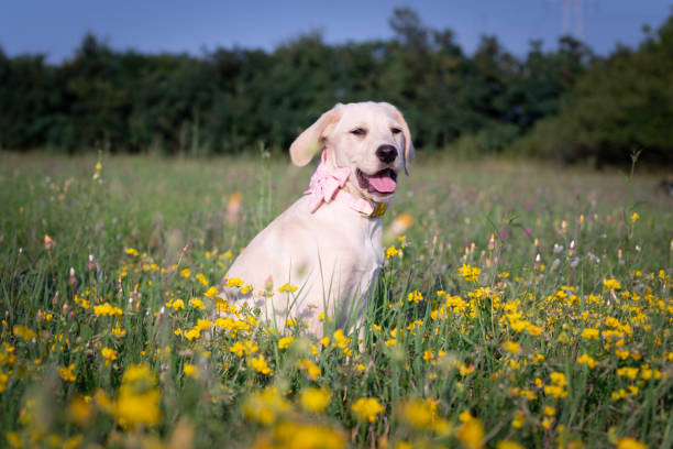 istock Sweet puppy with bow tie 1014086622