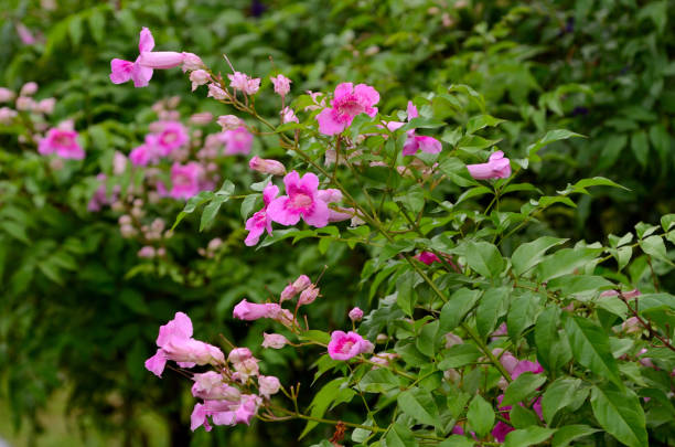 цветок счастья цветет в поле, podranea ricasoliana - podranea ricasoliana стоковые фото и изображения
