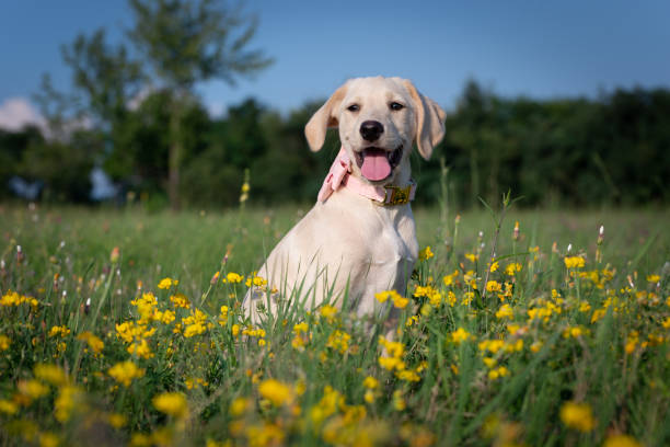 istock Sweet puppy with bow tie 1014087402