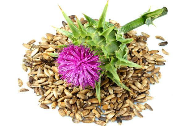 istock Seeds of a milk thistle with flowers (Silybum marianum, Scotch Thistle, Marian thistle )Top view. 1014092372