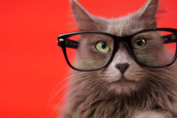 istock Nebelung Cat Portrait With Glasses 1014093140