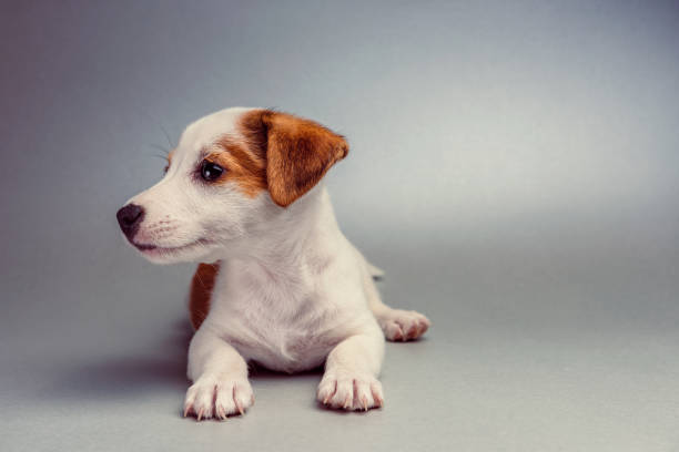 istock Jack Russell Terrier puppy lying down 1014097696