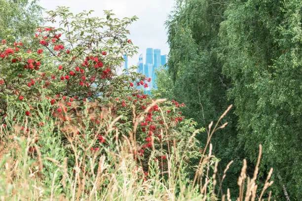 Red berries in the park Krylatsky hills against the backdrop of Moscow