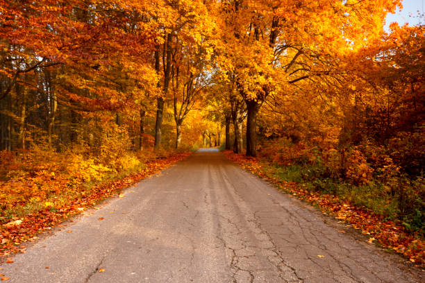 istock Beautiful, colorful autumn road. 1014104110