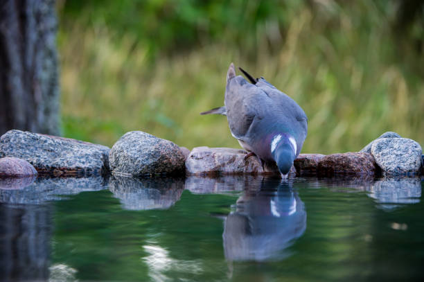 The Common Wood Pigeon (Columba palumbus) drinking, from the front, at the waterhole with a nice defocused background, august in Uppland, Sweden