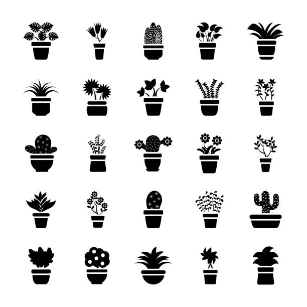 Houseplants Glyph Vector Icons House plants pack is providing the beautiful and natural icons of different kinds of plants with flowers or without flowers i.e. tulip, cactus, monstera deliciosa etc. this pack is portraying each and every specie and genre of plant family to help designers, developers and agriculturists in their upcoming projects. chlorophytum comosum stock illustrations