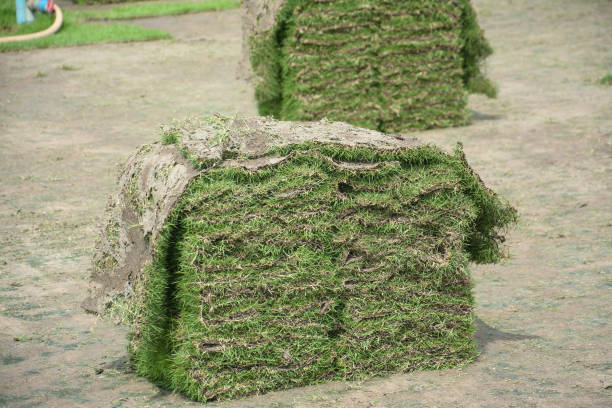 istock Harvesting sod or turf to be sold commercially 1014107316