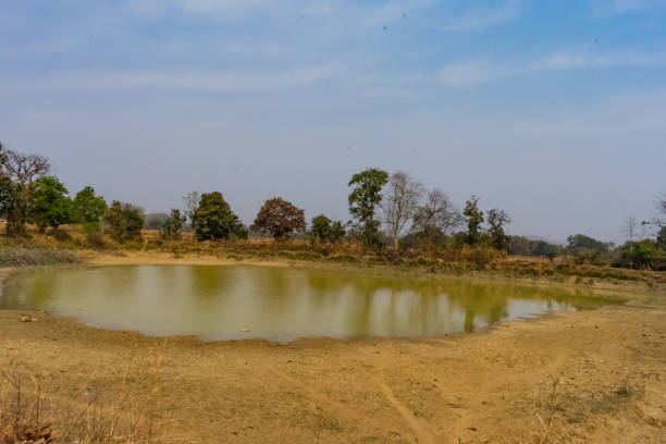 Indian rural pond getting dry in summer season close up snap with trees around the pond. stock photo