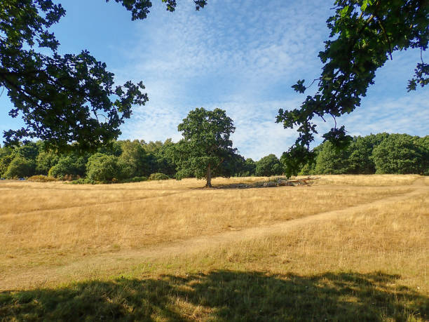 istock View towards lone oak tree, Chorleywood Common 1014108332