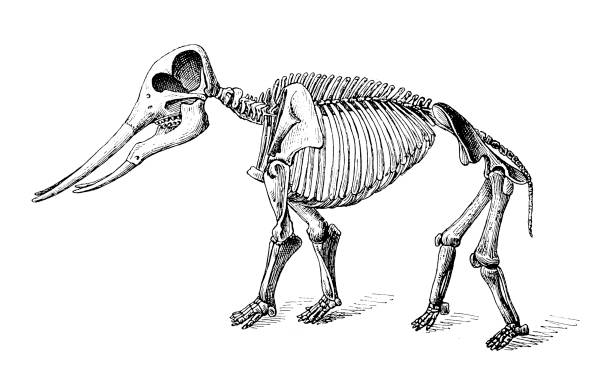 ilustraciones, imágenes clip art, dibujos animados e iconos de stock de esqueleto de mastodonte angustidens - paleobiology