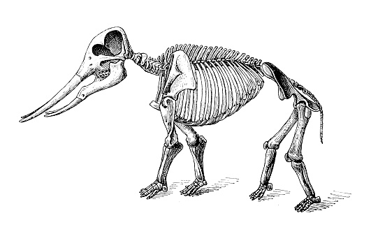 Illustration of a Mastodon angustidens