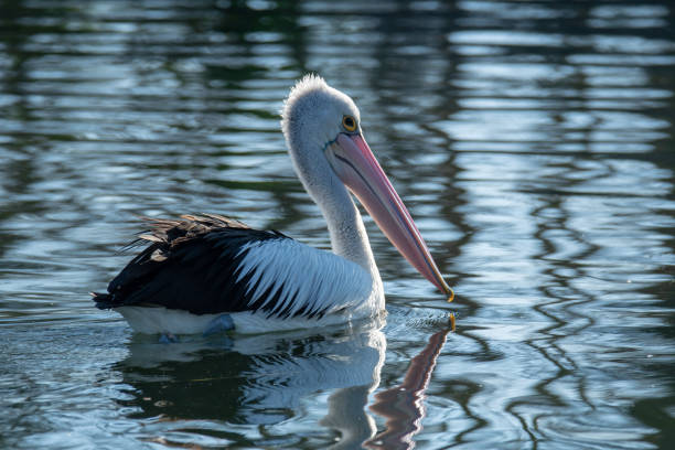 istock Pelican cruising the lake 1014117314