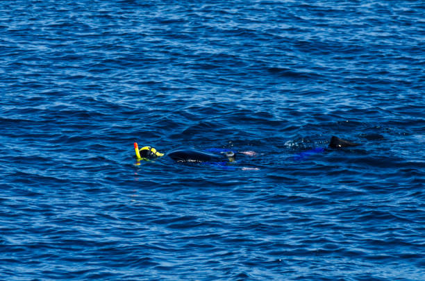 istock diver with a snorkel during swimming on the sea surface, active and interesting water sport 1014120268