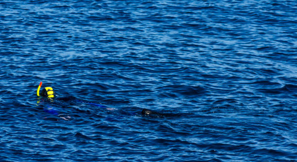 istock diver with a snorkel during swimming on the sea surface, active and interesting water sport 1014120318