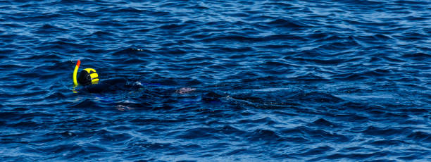 diver with a snorkel during swimming on the sea surface, active and interesting water sport