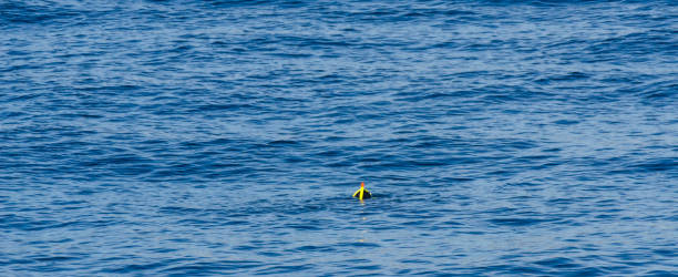 istock diver with a snorkel during swimming on the sea surface, active and interesting water sport 1014120452