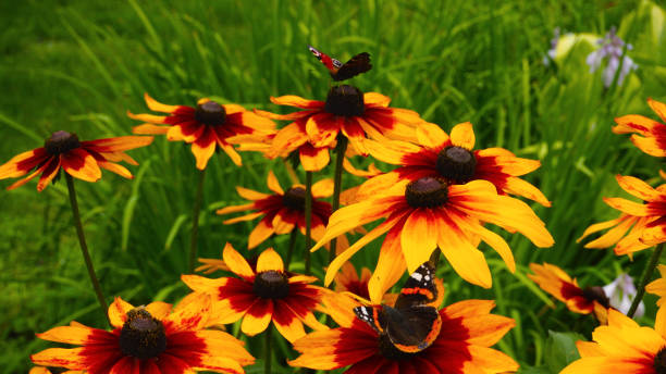 istock butterflies on flowers 1014121126