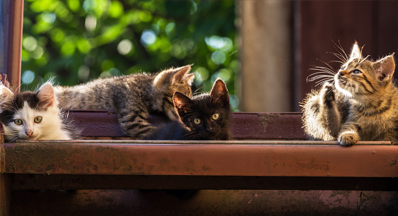 Four colorful kitten on a natural background. Summer shot. Selective focus.