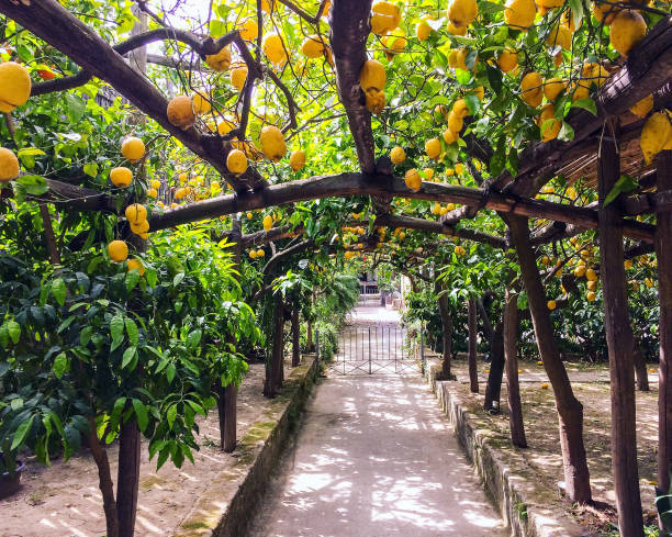 limoneto, sorrento - sorrento foto e immagini stock