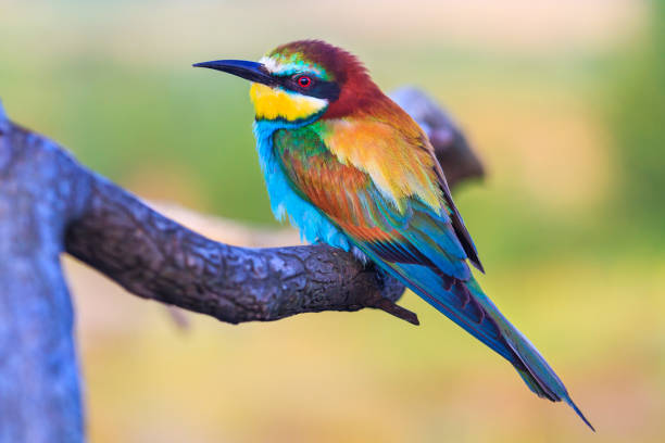 colored bird sits on a pattern with patterns colored bird sits on a pattern with patterns, wildlife, animals puerto quetzal guatemala stock pictures, royalty-free photos & images