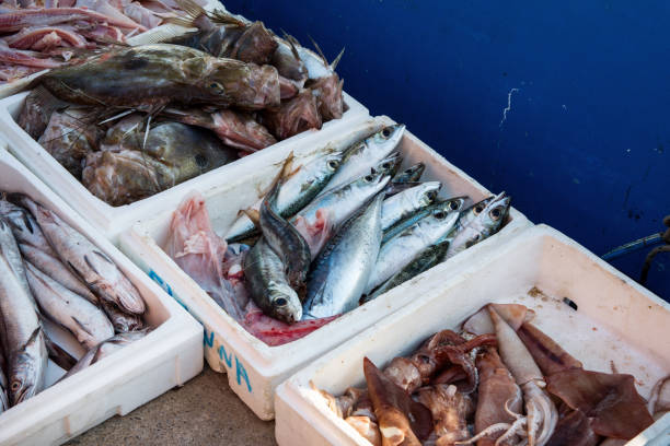 istock White Container Boxes With Fresh Fish At The Greek Fish Market 1014144624