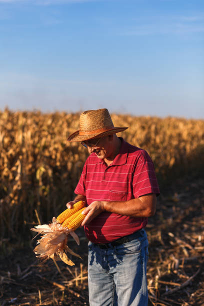 istock Senior farmer standing in corn field. 1014150860