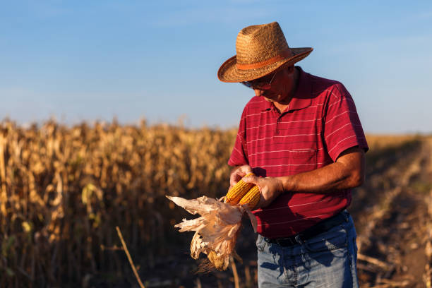 istock Senior farmer standing in corn field. 1014151192