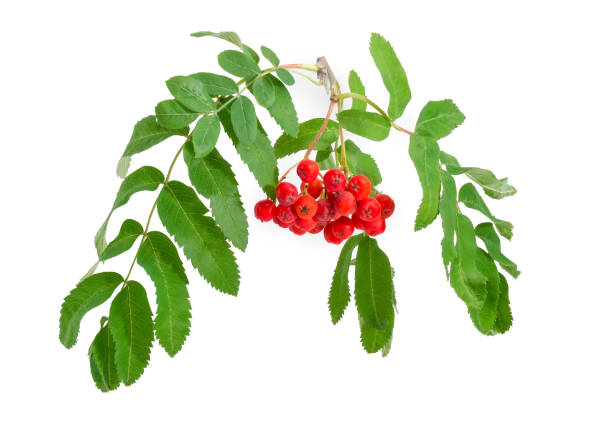 istock Rowan branch with berries and leaves on a white background 1014151952