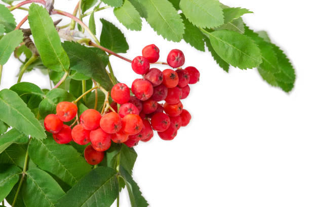 istock Cluster of rowan berries on branch on a white background 1014151954